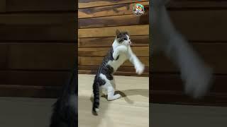  Cat Shows Off His Boxing Skills 