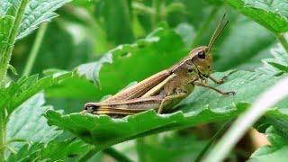 Кобылка пёстрая (Arcyptera Fusca)