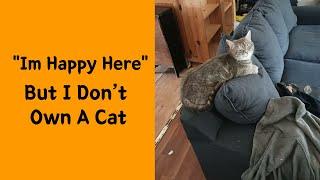 50 Hilariously Wholesome “My House, Not My Cat” Moments 2/2 - Funny cat