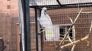 New Mexico Zoo Cockatoo Bird