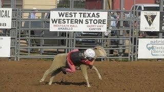 Mutton Bustin' - 2018 Will Rogers Range Riders Rodeo - Saturday