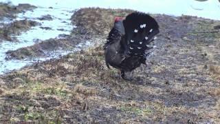 Spruce Grouse wingclap by Khanh Tran (ktbirding.com)