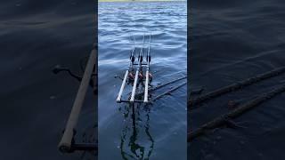 CRAZY CARP RUN