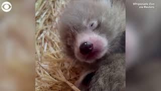 Two endangered red pandas born at zoo in England