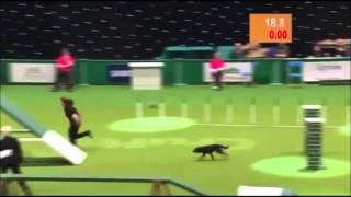 Agility - [FUNNY DOG]  disqualified