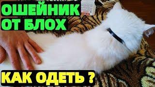 Ошейник от блох для кошки как одеть ?