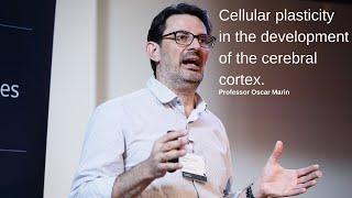 The Developing Brain | Professor Oscar Marin