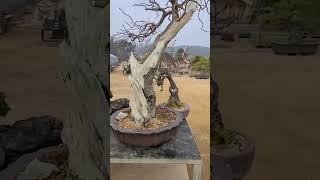 홍매(수고110cm,근장부21cm) 꽃봉오리가 부풀고 있어요#smile_bonsai_auction #스마일분재경매 #bonsai_auction #koreabonsai #홍매