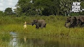 Crocodile puts death grip on elephant's trunk in brutal fight | New York Post