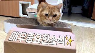 매우 중요한 소식... 그리고 덕배숭이의 브이로그