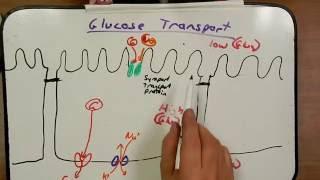 Day 15 Podcast Membrane Transport II