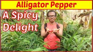 what is alligator pepper?: Amazing Health Benefits and Uses