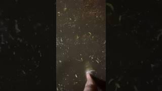 Ждем рыбу на улицах города! #фишермания #рыбалка #youtube #shorts #дождь