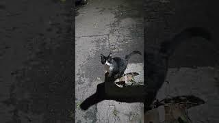 Ти мой Котик.....!!!