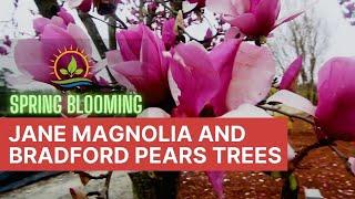 Spring Blooming Trees  Jane Magnolia & Bradford Pear | Plant Spotlight