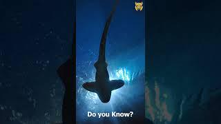 5 Surprising Facts About Sharks | The Animal Explorer #shorts