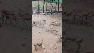 Conservation of Deers#shorts#deers