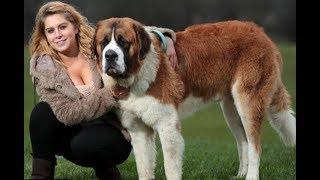 Top 10 Largest Dog Breeds in the World