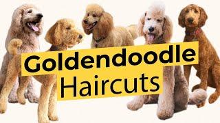 Best Types of Goldendoodle Haircuts! ️