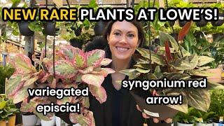 New Rare Plants at Lowe's! Big Box Plant Shopping at Home Depot & Lowe's & Plant Haul -Indoor Plants