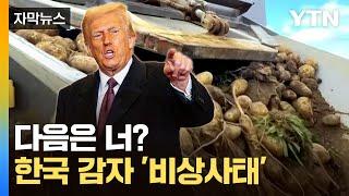 [자막뉴스] 심상치 않은 미국 움직임...관세 폭탄 속 감자도 '비상' / YTN