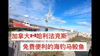 加拿大哈利法克斯，公园海钓马鲛鱼