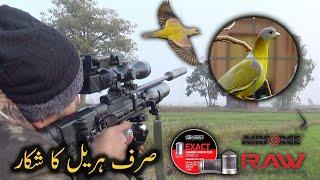 Just Green pigeons Hunting with HM 1000 X  || Punai Hunting صرف ہریل کا شکار