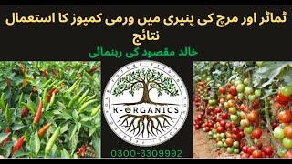 The Power of Vermicompost for Tomato & Chili Cultivation in Sindh, Pakistan. 03003309992 #sindh