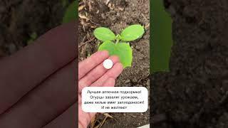 Огурцы завалят урожаем, даже хилые вмиг заплодоносят #лайфхаки #садоводство #огород