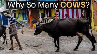 Why Are There So Many Cows in India?