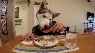 Husky Eating with Human Hands!