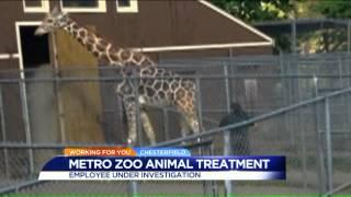 Metro Richmond Zoo: Giraffe was not abused with PVC pipe