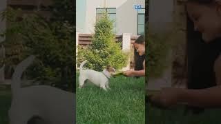 Creative Ways To Exercise Your Lazy Dog| Waggle #mywaggle #waggle #petparents #dog #doglover #doglo