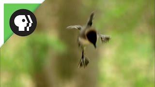 Ducklings Jump from Nest 50 Feet in the Air