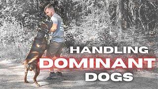 Handling Dominant Dogs - Hercules the Cane Corso