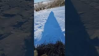 Bad Idea or Pure Genuis? You Decide! #growingrootsfarm #homestead #sheep #farm #snow #sledding #hay