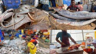 Biggest fish market || Cst fish market || mumbai fish market ||बड़ी मच्छी बाज़ार | Wholesale Market