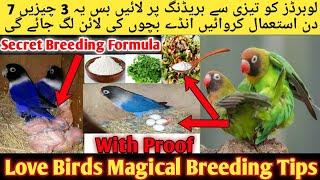 Love Birds Fast And Megical Breeding Formula 2022-2023 l Love Birds Fast And Secret Breeding Tips