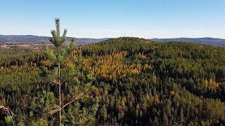 BOLLNÄS TRAIL RACE