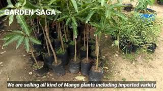 Garden Saga nursery visit, mango plants available for sale.