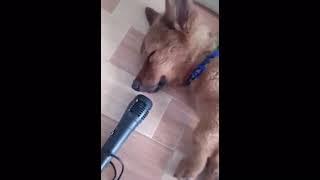 Dog sleeping with autotune