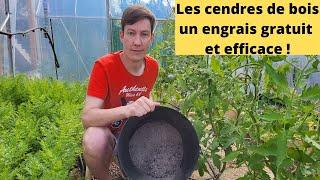 Les cendres de bois un engrais gratuit et efficace pour tous vos légumes du potager