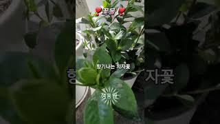 정동원  꽃물 #향기나는꽃#치자