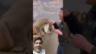 Monkey byte my finger || New Shorts #shorts #monkey #animals #funny #pets @Realentertainment8