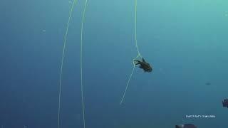 Box Jellyfish Catching Prey  |  Stock Video For Sale