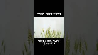 #초여름밀밭#수레국화#밀밭풍경#밀밭 #양평밀밭