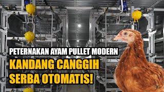 PETERNAKAN AYAM PULLET MODERN KANDANG CANGGIH SERBA OTOMATIS!