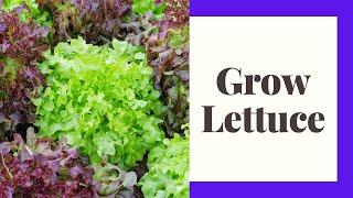 Growing Lettuce For Beginners: Zone 6