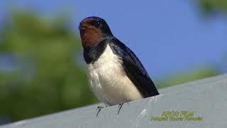 LADUSVALA  Barn Swallow  (Hirundo rustica)  Klipp - 2454