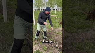 Впереди заморозки и нужно спасать виноград  Надеюсь видео хоть чем то окажешься полезным для вас